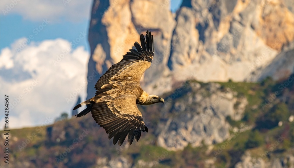 Obraz premium buitre leonado (Gyps fulvus) en primer plano, sobrevolando un acantilado. El ave aparece con gran nivel de detalle, mostrando las alas extendidas, plumas bien definidas y su cabeza calva