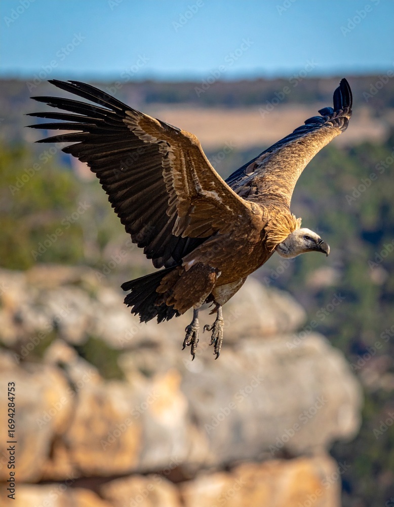 Obraz premium buitre leonado (Gyps fulvus) en primer plano, sobrevolando un acantilado. El ave aparece con gran nivel de detalle, mostrando las alas extendidas, plumas bien definidas y su cabeza calva