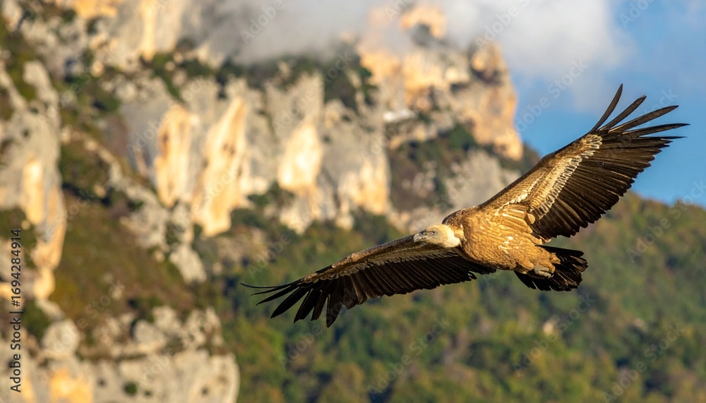 Fototapeta premium buitre leonado (Gyps fulvus) en primer plano, sobrevolando un acantilado. El ave aparece con gran nivel de detalle, mostrando las alas extendidas, plumas bien definidas y su cabeza calva