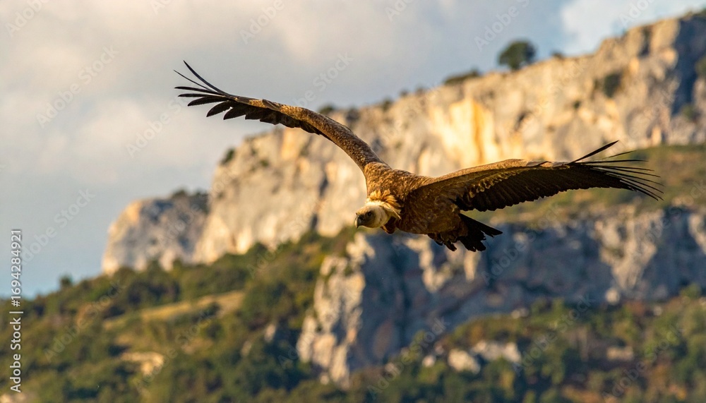 Fototapeta premium buitre leonado (Gyps fulvus) en primer plano, sobrevolando un acantilado. El ave aparece con gran nivel de detalle, mostrando las alas extendidas, plumas bien definidas y su cabeza calva