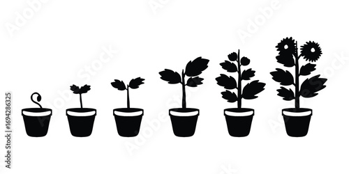 Plant Growth Stages Vector. From Seedling to Flower in Pot, Flower Growth Process Silhouette. Potted Plant Evolution Icons