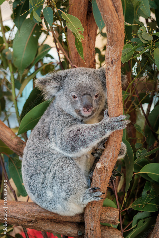 Fototapeta premium Cute Koala Clinging to Eucalyptus Tree Branch