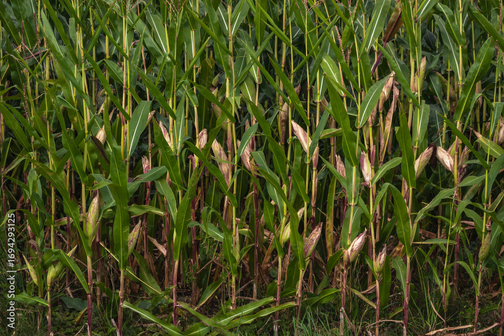 Fototapeta premium Ripening corn cobs on a plantation before harvest, agricultural background in late summer