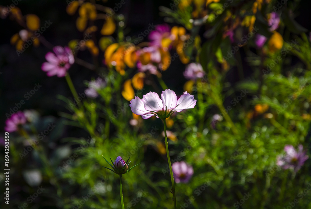 Fototapeta premium Cosmos flower on background of other flower in sunlight in garden.