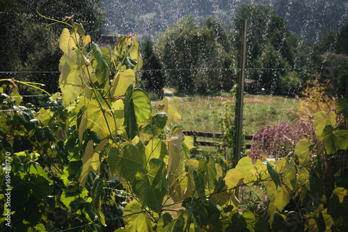 Home vineyard being irrigated during a summer drought, with water dispersed from a sprinkler feeding the plants