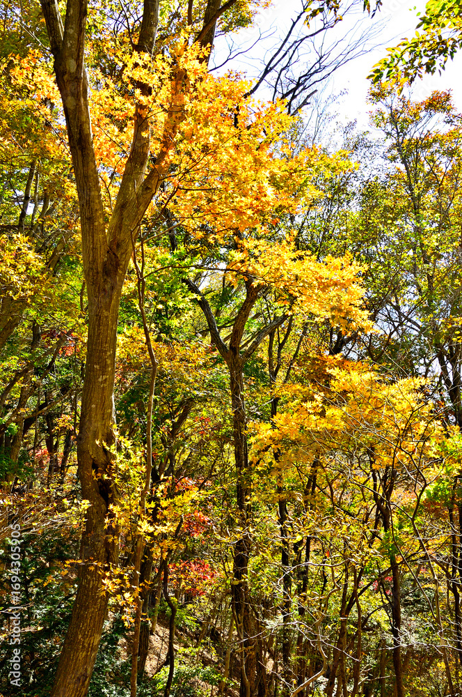 Fototapeta premium 御坂山地のパノラマ台 黄葉のイロハモミジ 