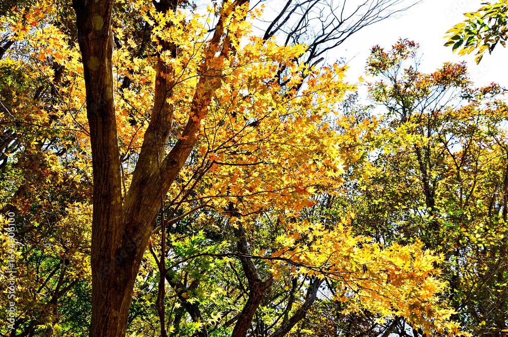 Fototapeta premium 御坂山地のパノラマ台 黄葉のイロハモミジ 