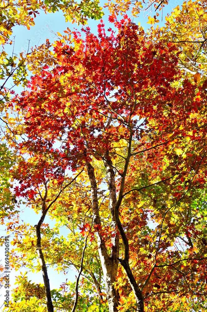 Naklejka premium 御坂山地のパノラマ台 紅葉のハウチワカエデ 