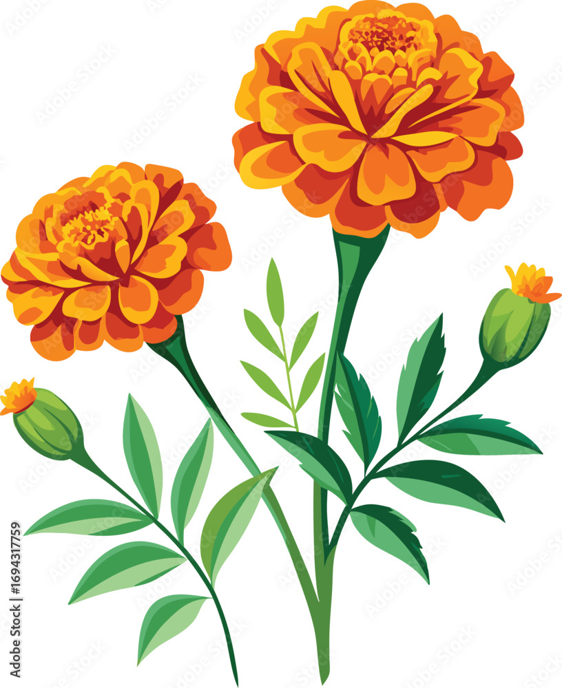 Fototapeta premium Vibrant orange marigold flowers with buds and green leaves