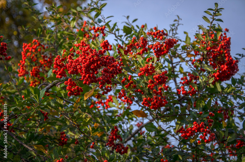 Fototapeta premium Hawthorn bush with red berries in the botanical garden of Kyiv.