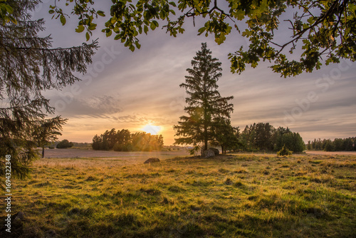 sunset in the field with a lonely tree