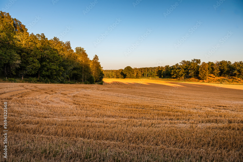 Fototapeta premium autumn landscape in the countryside