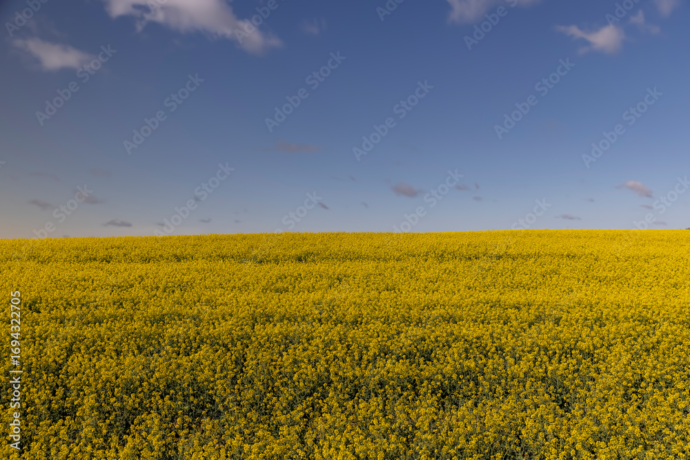 Obraz premium rapeseed flowers in sunny weather in summer season, yellow field with flowers and sky
