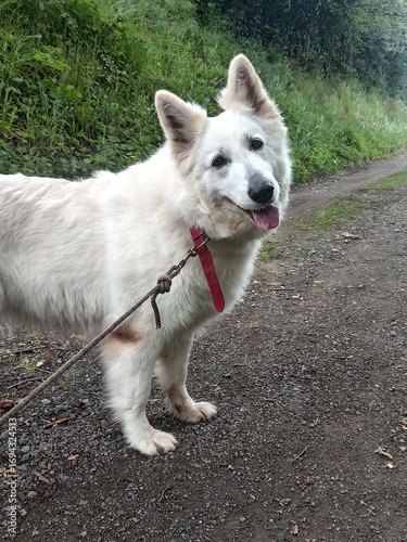Berger blanc suisse en balade