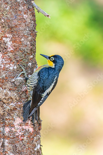 Yellow-Fronted Woodpecker or Benedito de Testa Amarela bird of the Atlantic Forest - South East Brazil - South America (Melanerpes flavifrons)