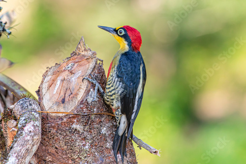 Yellow-Fronted Woodpecker or Benedito de Testa Amarela bird of the Atlantic Forest - Male - South East Brazil - South America (Melanerpes flavifrons)