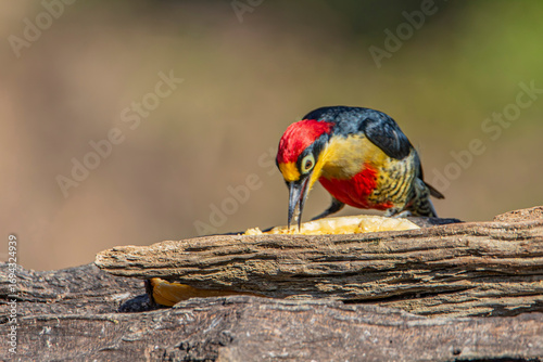 Yellow-Fronted Woodpecker or Benedito de Testa Amarela bird of the Atlantic Forest eating Banana - South East Brazil - South America (Melanerpes flavifrons)