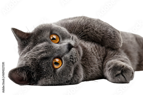 Cute gray cat with amber eyes lying isolated on transparent background