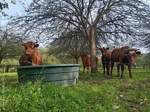 Troupeau de vaches près d'un abreuvoir 2