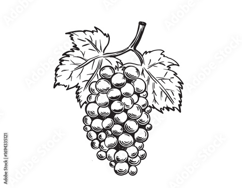 Grapes hand drawn illustration