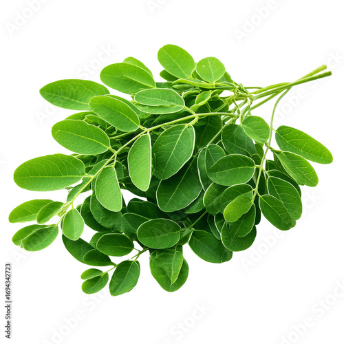 moringa leaves on transparent png background