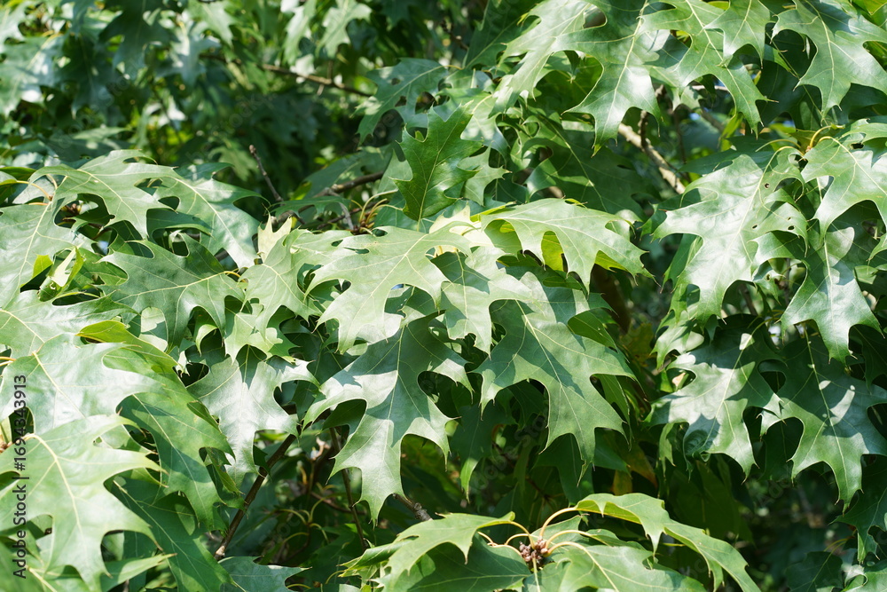 Fototapeta premium Nahaufnahme einer Roteiche (Quercus rubra) mit grünen Blättern im Frühherbst