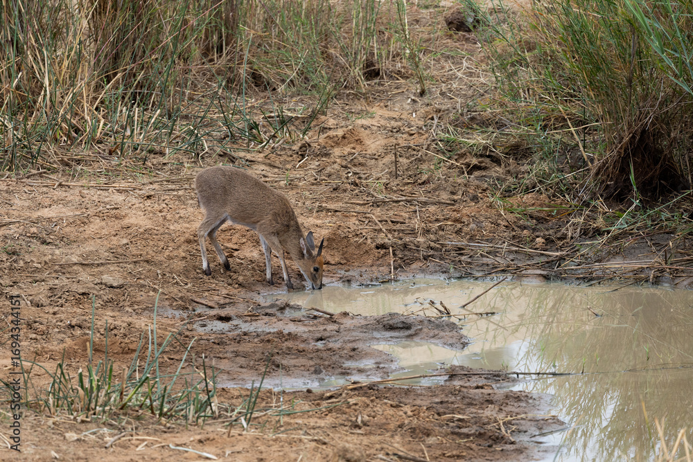 Fototapeta premium a duiker antelope drinking water