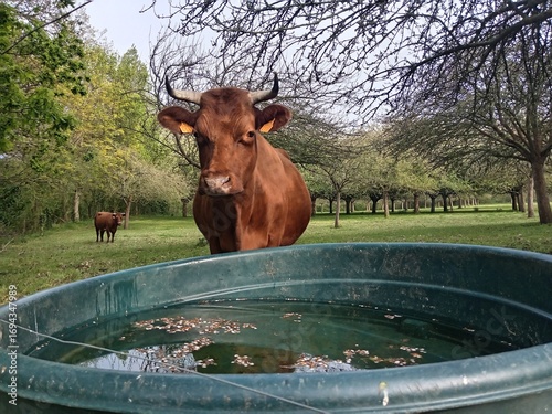 Vache laitière devant un abreuvoir