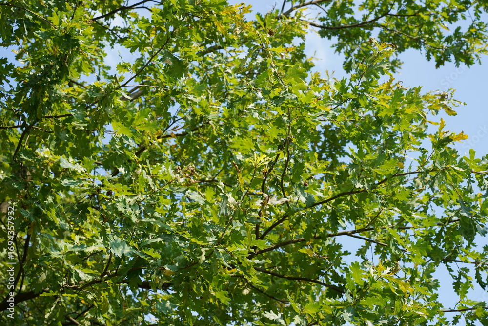 Obraz premium Teilaufnahme Quercus pedunculiflora im Frühherbst