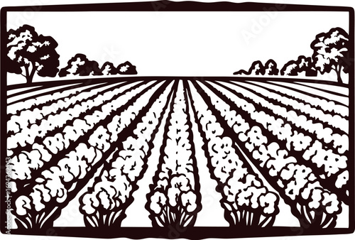 Hand drawn panoramic cotton field landscape with rows of cotton plants and distant trees, vintage engraving