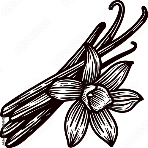 Hand drawn vanilla beans with flower in vintage engraving on white background