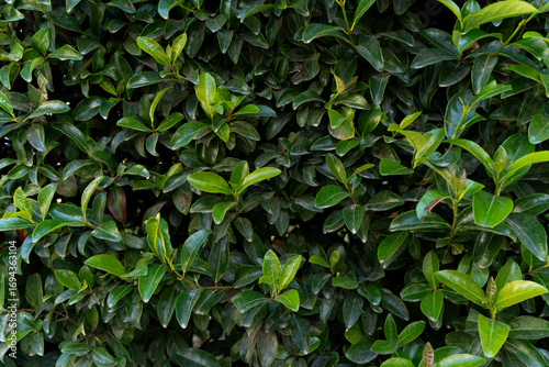 Quadro su tela Dense shrubbery features lush green foliage with vibrant leaves in various shade