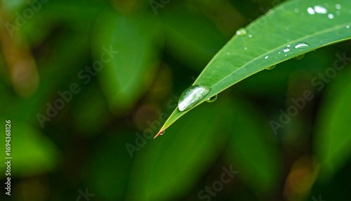 Close-up serene scene of raindrops on a vibrant green leaf point