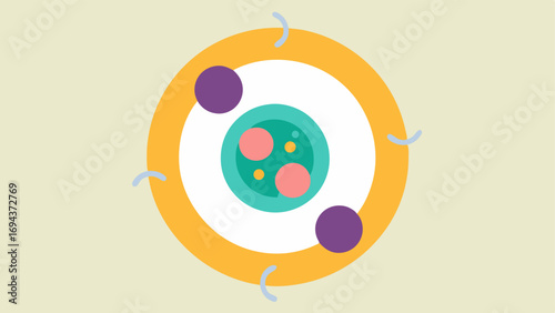 Cell Turnover Cycle A circular diagram showing the skin cell cycle with arrows indicating the progression from old dead cells to newly generated youthful cells.