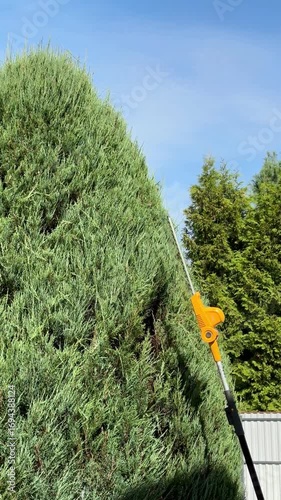 Wallpaper Mural Trimming Tall Green Bushes in a Sunny Backyard During a Warm Afternoon Torontodigital.ca