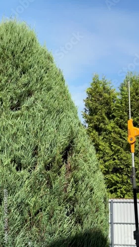 Wallpaper Mural Pruning Tall Hedges in the Backyard on a Sunny Afternoon in Autumn Torontodigital.ca