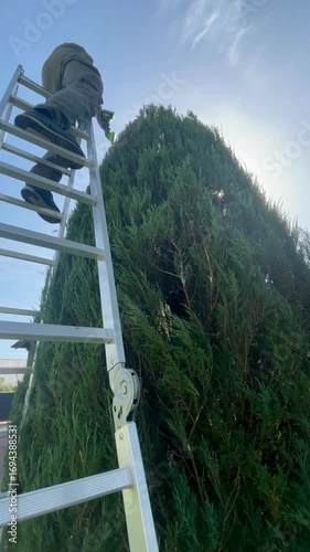 Wallpaper Mural Man Skillfully Trims a Tall Shrub Under the Bright Sun at a Garden Torontodigital.ca