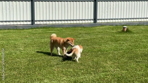Wallpaper Mural Two Playful Dogs Explore a Sunny Backyard Filled With Lush Grass Torontodigital.ca