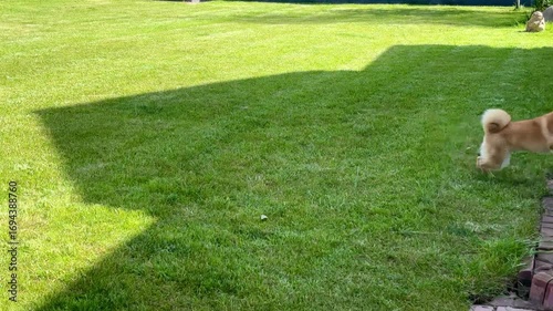 Wallpaper Mural Shiba Inu Joyfully Plays Tug-Of-War in a Sunny Backyard Setting Torontodigital.ca