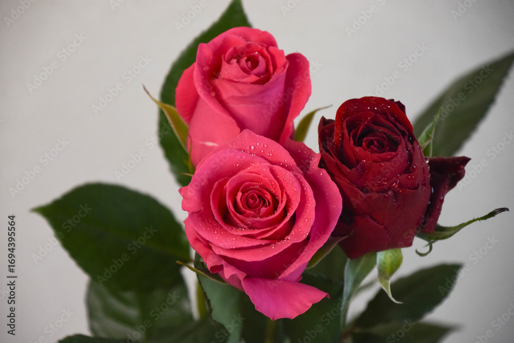 Fototapeta premium ピンクと赤のばら