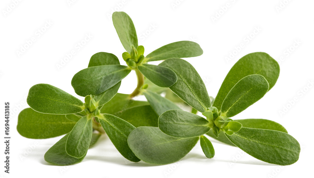 Obraz premium Common purslane