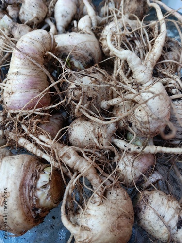 Peterwurzen, Petersilwurzel aus dem eigenen Garten