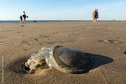 Stranded jellyfish at the Dutch beach near Noordwijk; recreational users may step on it.