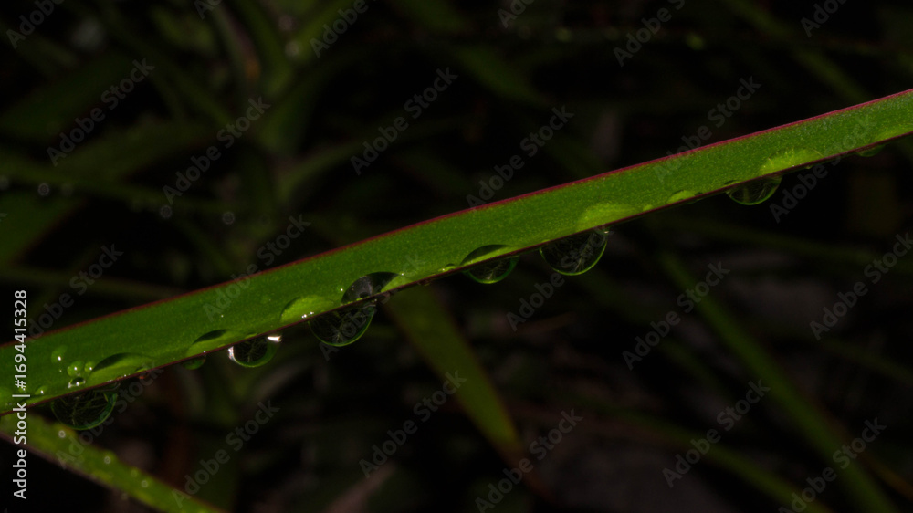 Obraz premium A photograph of raindrops on a leaf. Taken from Kalibo, Aklan, Philippines. 
