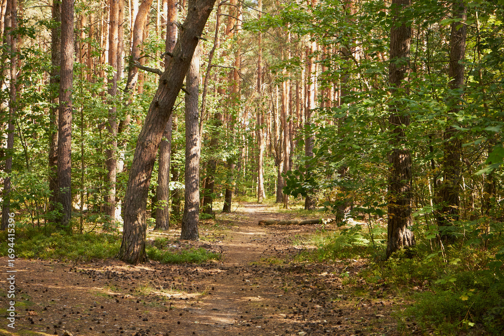 Naklejka premium las, leśna droga,lato 