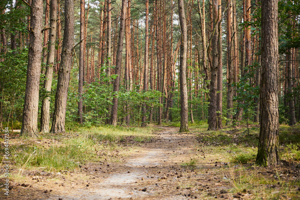 Naklejka premium las, leśna droga,lato 