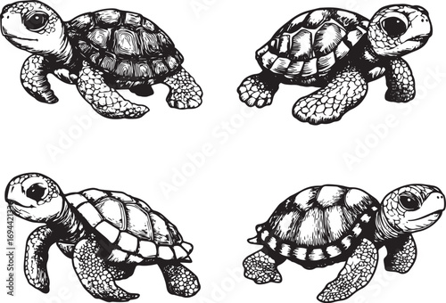Cute baby turtle illustration silhouette for coloring pages