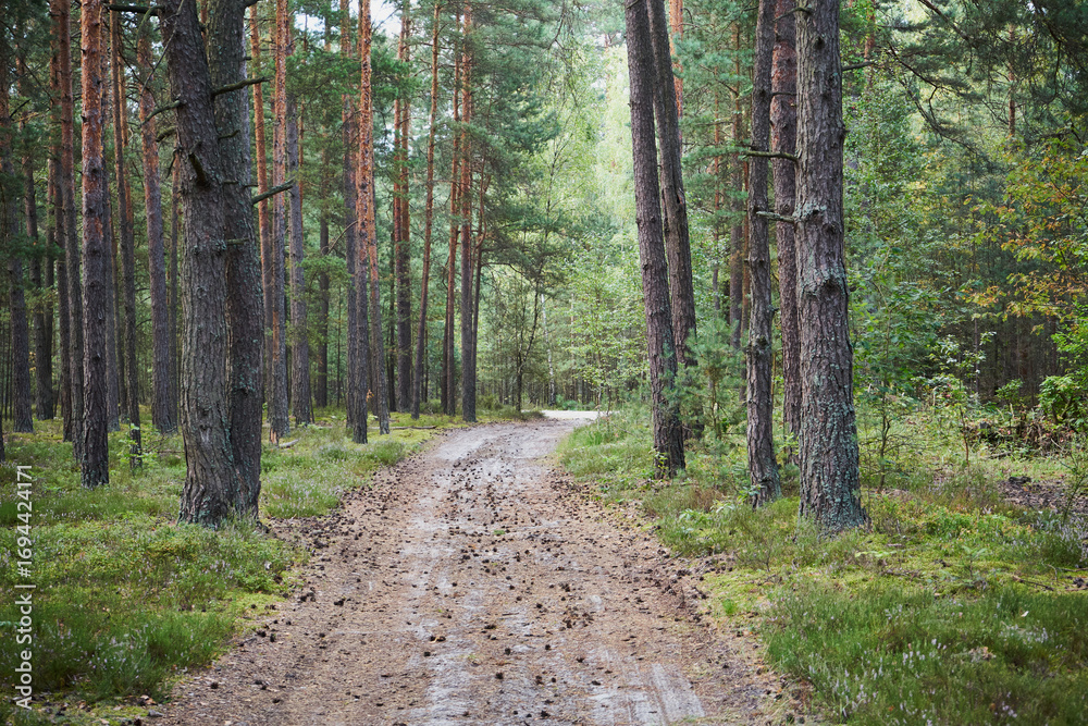 Fototapeta premium las, leśna droga,lato 
