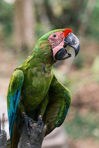 Cuadro en lienzo Vibrant Great Green Macaw Squawking on Perch