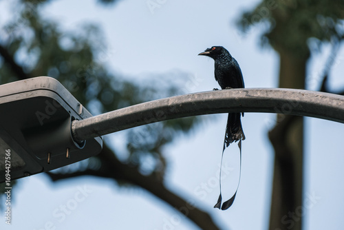 Greater Racket-tailed Drongo Perched on Streetlight